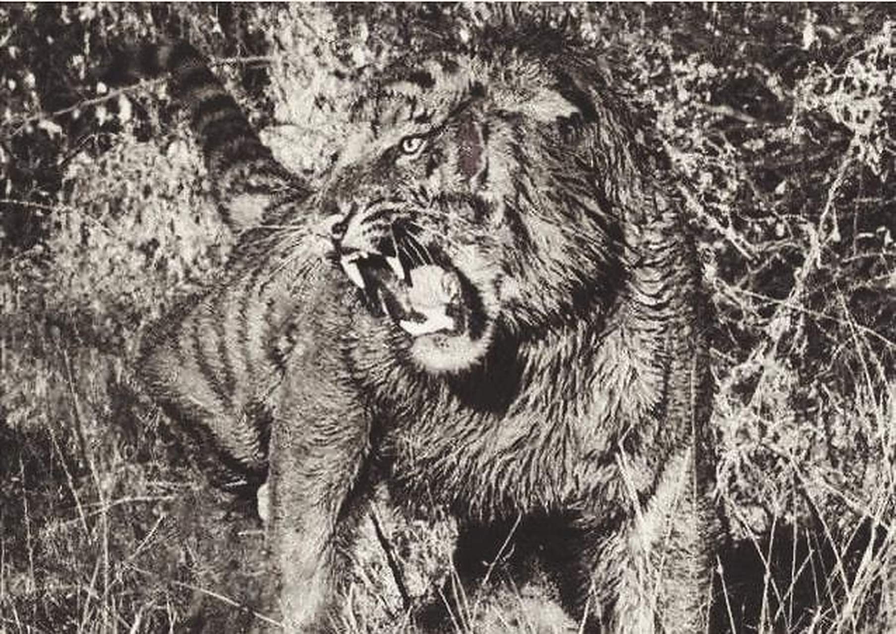 一九零五年,一只食人虎在尼泊尔和印度出现,七年内吞食了436人,直到它