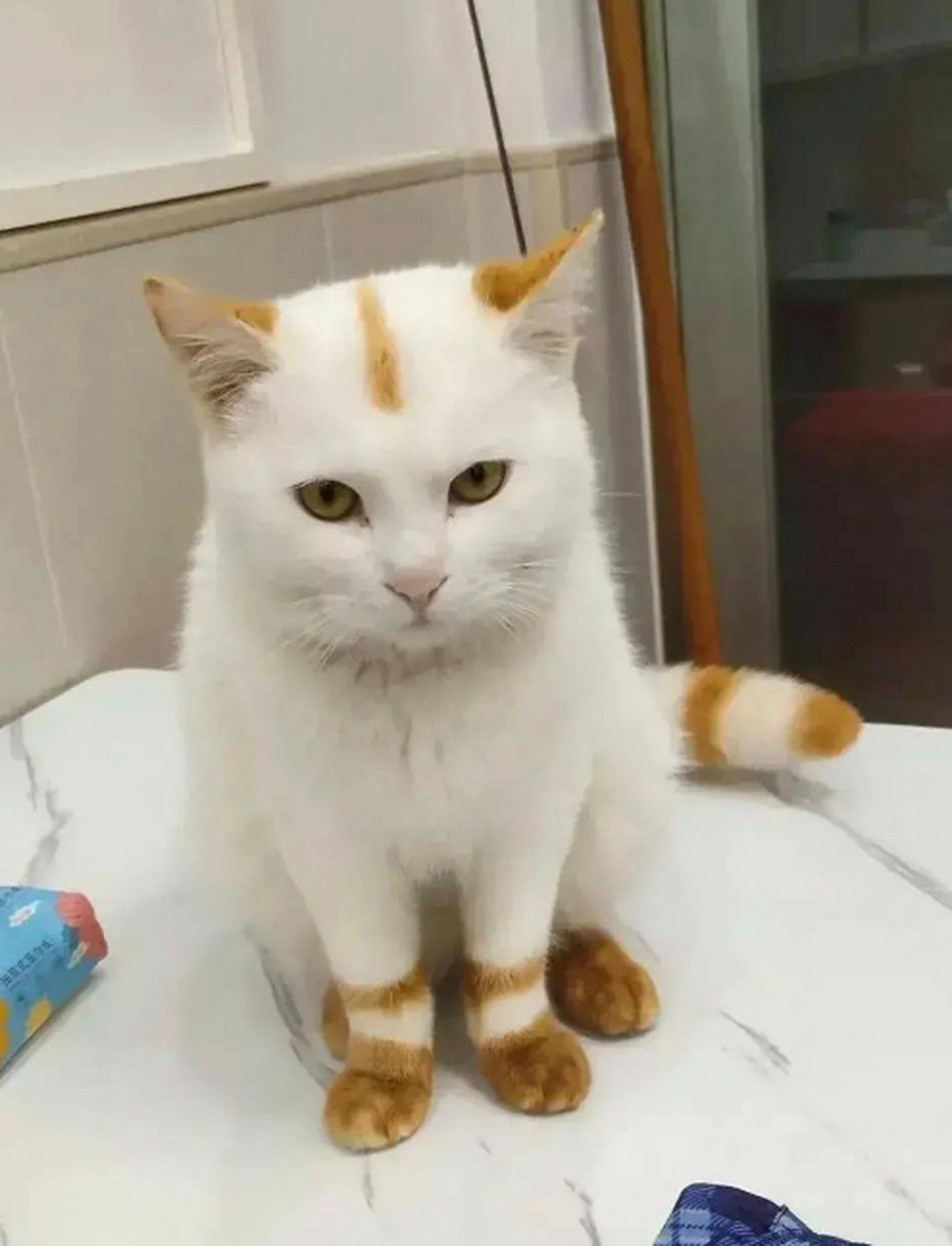 家里的猫起个什么名字比较合适