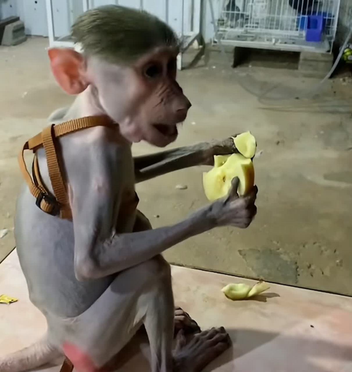 这个猴子发型太酷了![大笑][大笑]#搞笑