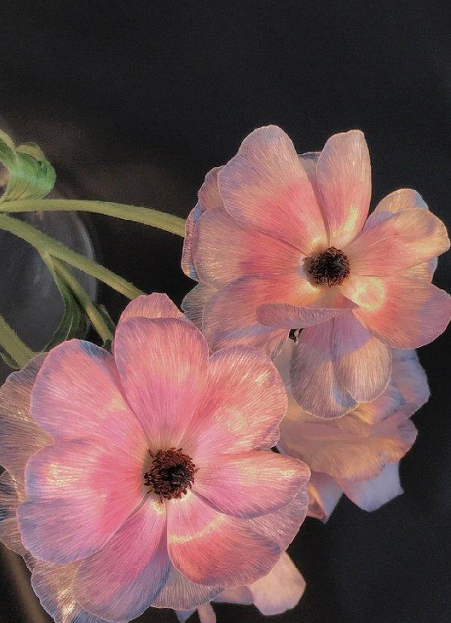 这花真是美到发光,花瓣好有光泽,真的太漂亮了!