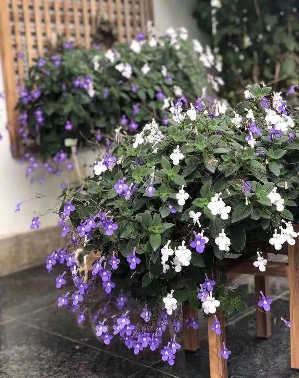 海豚花又叫海角樱草花,是一款开花非常漂亮的观赏花卉,条件适宜的话,