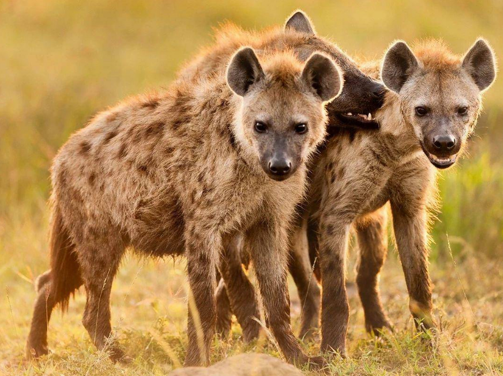 地球上最凶猛的动物 鬣狗 最强的是斑鬣狗,生活在非洲,阿拉伯半岛