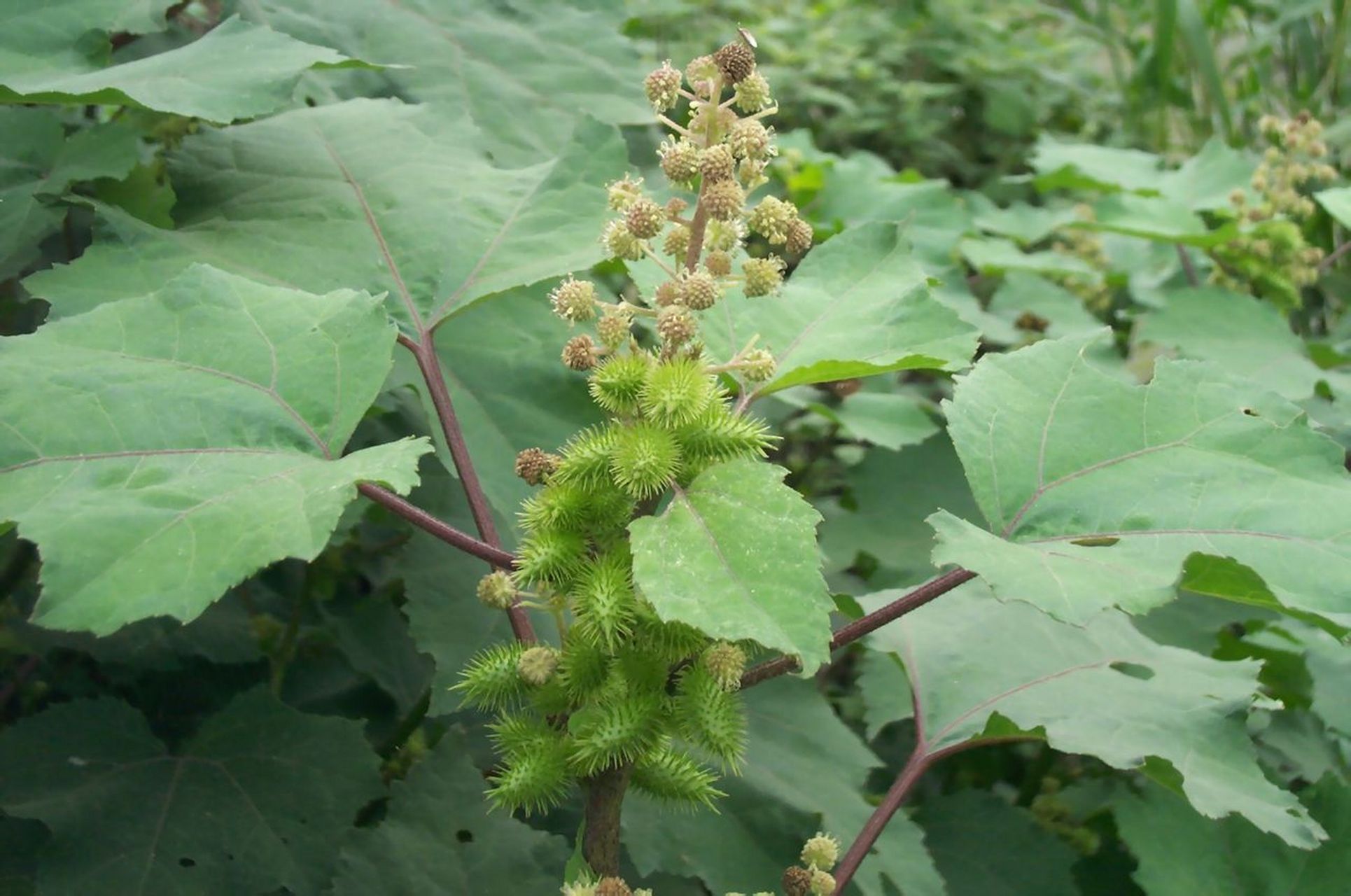 中医治疗红白痢疾验方,苍耳草方  【功能主治】     功能祛风化湿.