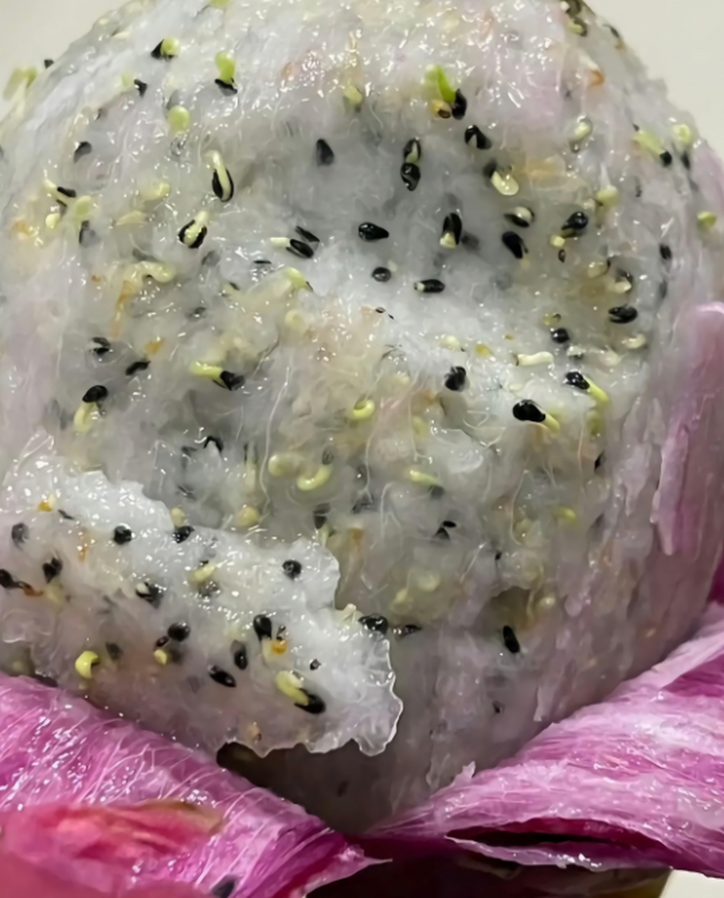 之前买的火龙果,放在哪忘了吃了,今天一看竟然发芽了