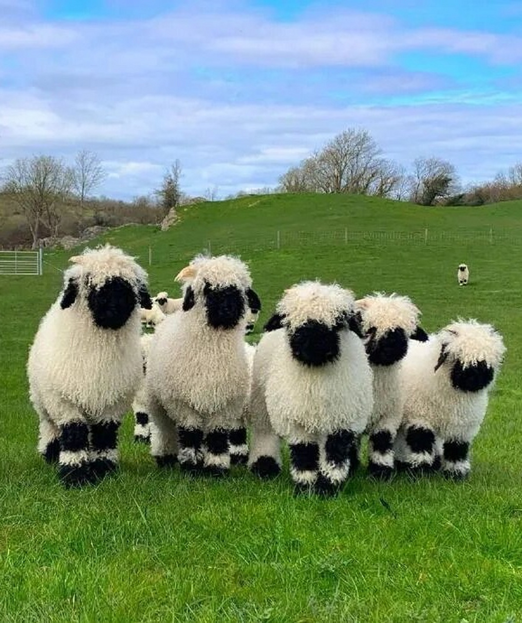 每天认识一种有趣动物瓦莱黑鼻羊  瓦莱黑鼻羊,这个让人感到好奇的