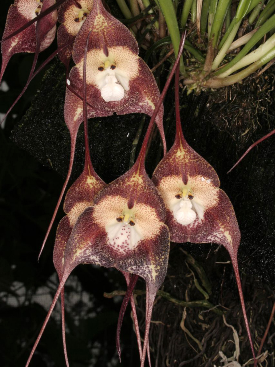 猴脸兰是一种兰花的品种,学名为dracula simia,意思是"猴子形的为血