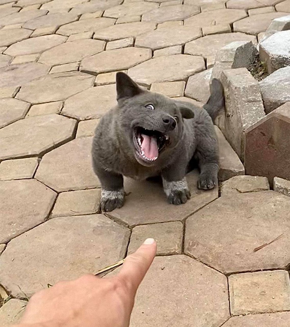 表情贱兮兮的憨憨狗.