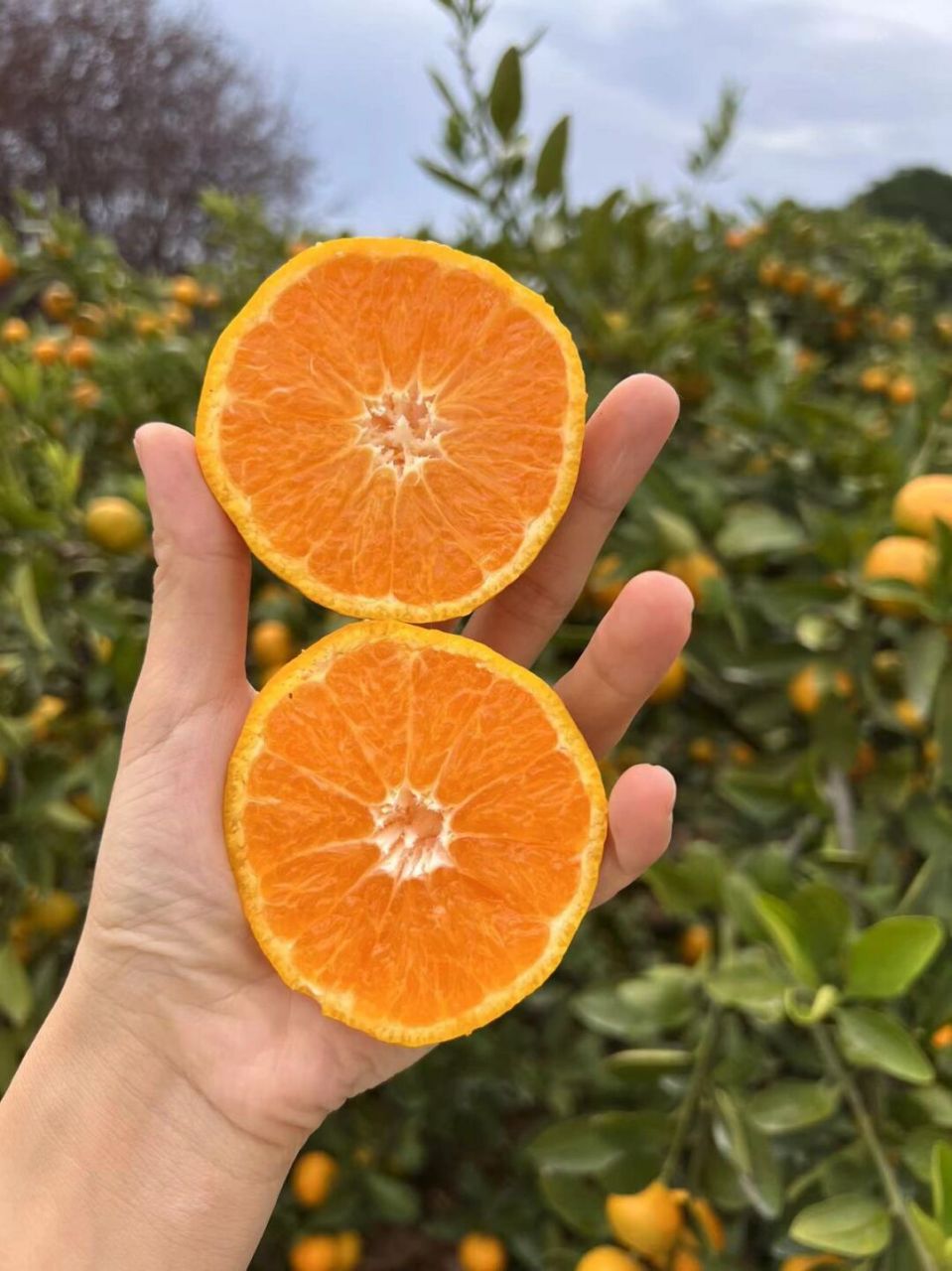 咱们这个橘子是不打药不催红的正宗宜昌蜜桔,是全国农产品地理性标志