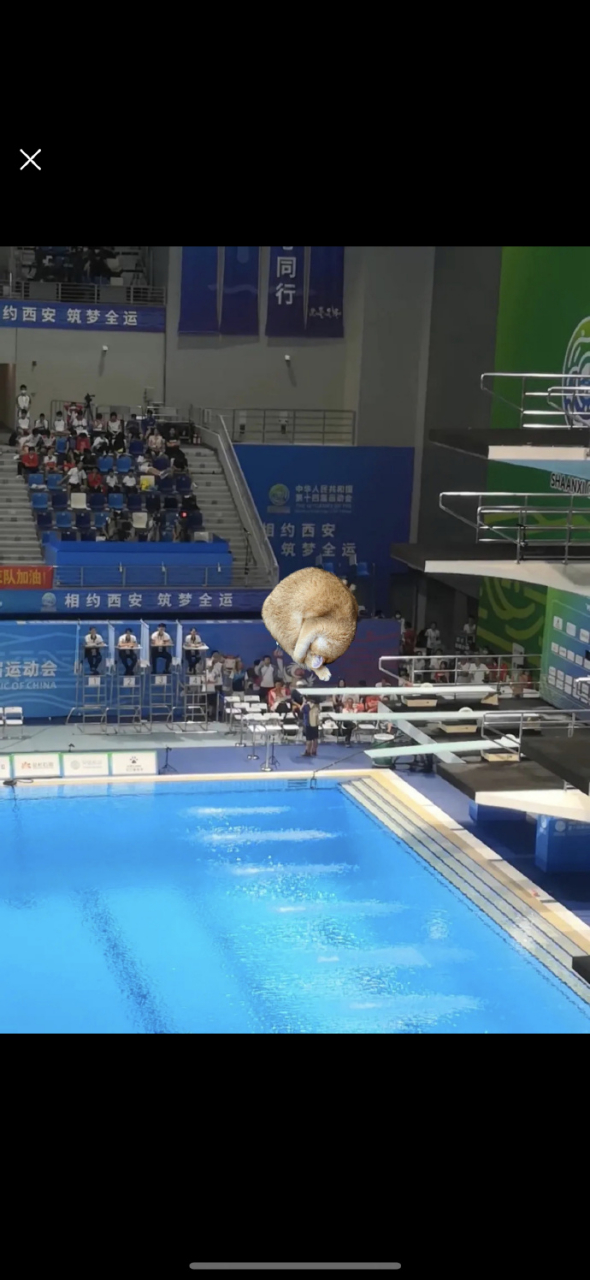 这猫跳水的姿势还挺标准 676767