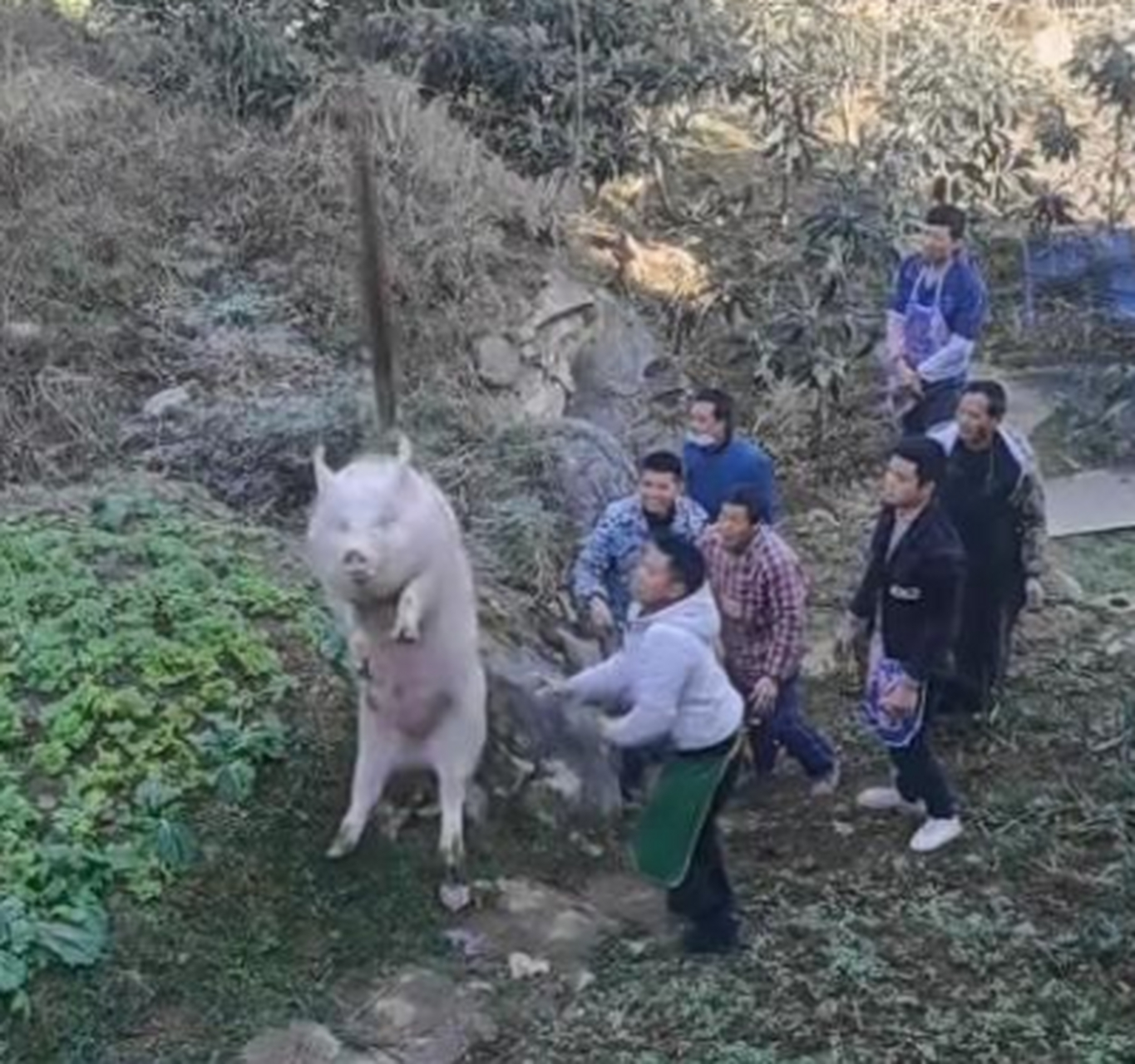 猪:这辈子还能荡秋千