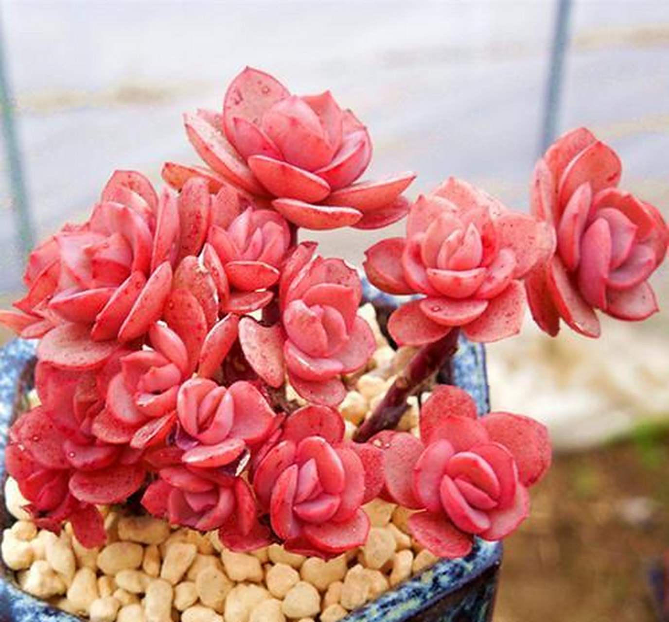 养多肉秀妍,注意这三点,轻松变爆崽小能手  多肉秀妍,属于一种小型的