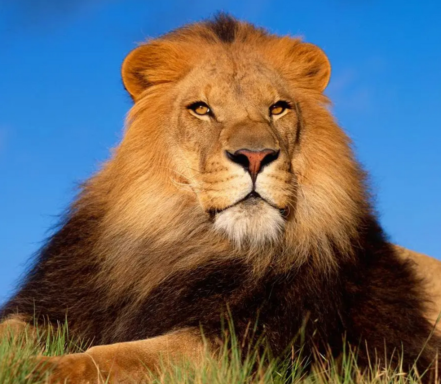 地球上最凶猛的动物 狮子(最强的非洲狮做代表)非洲狮的四肢非常的