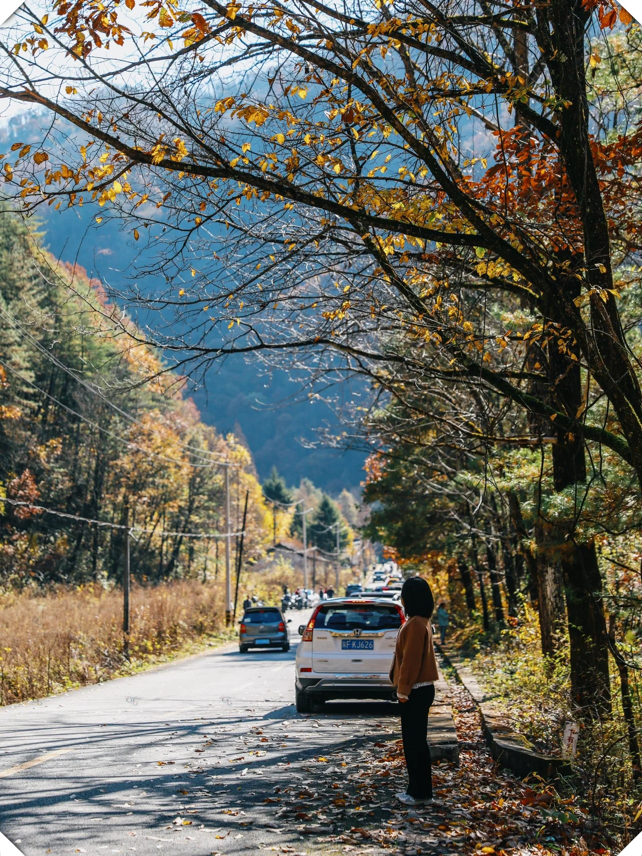 仅需四小时车程,你即可抵达黄柏塬原生态风景区