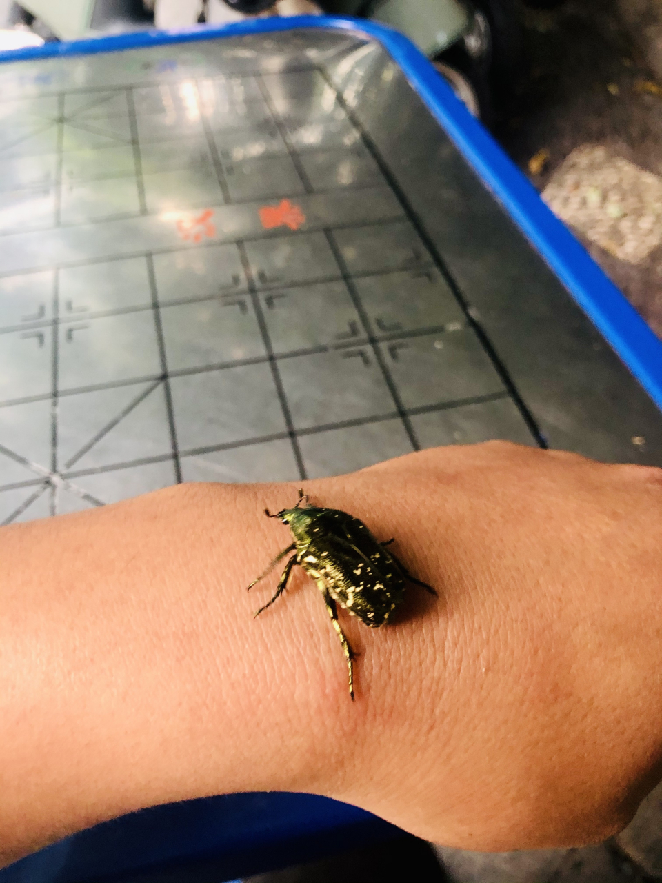 东方星花金龟,原来也叫凸花金龟,也就是我们常说的金龟子!