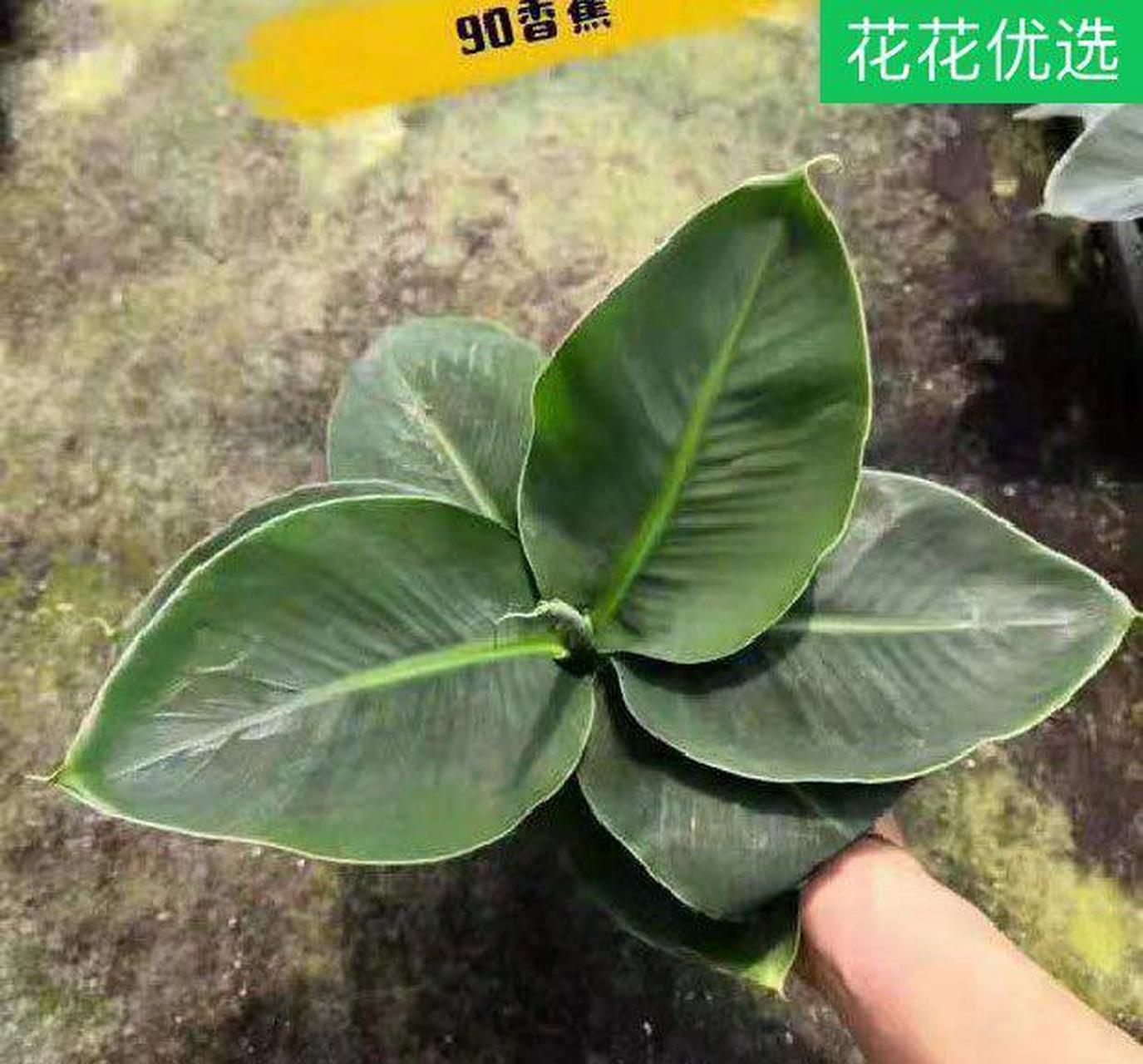 超矮的卡文迪什香蕉作为一种专门为园艺品种优选出来的迷你香蕉树品种