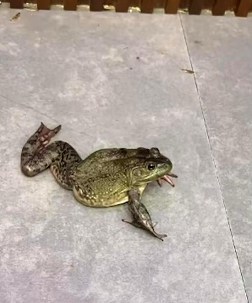 我第一次见到有六只脚的青蛙,它们是不是变异了?