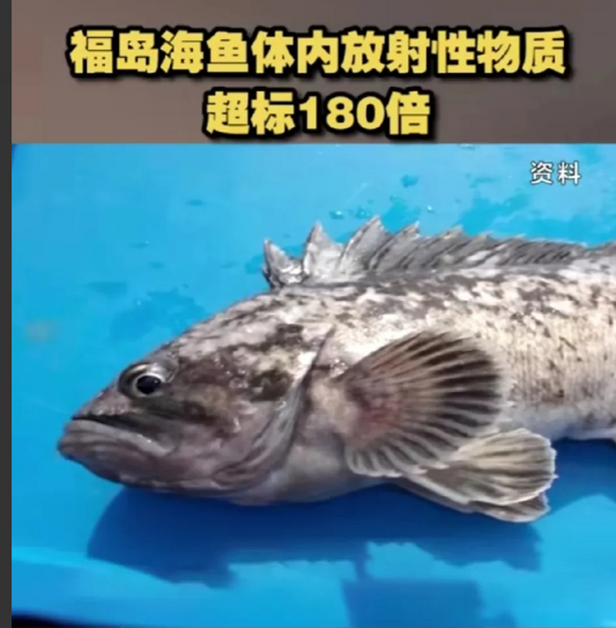 第一天就排入约6000吨核污染水,然后立马发现福岛周边的海鱼体内放射