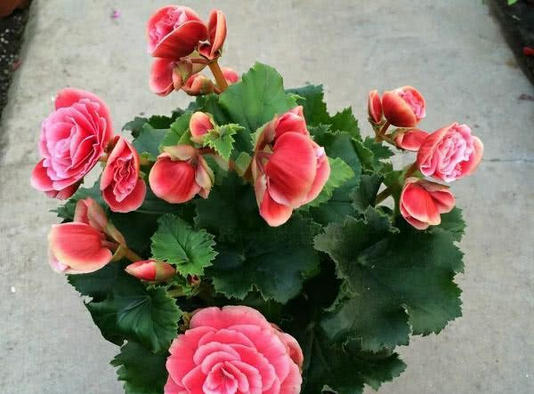 想要养好丽格海棠需要下一些功夫,必须要掌握它的生长特点,进行合理地