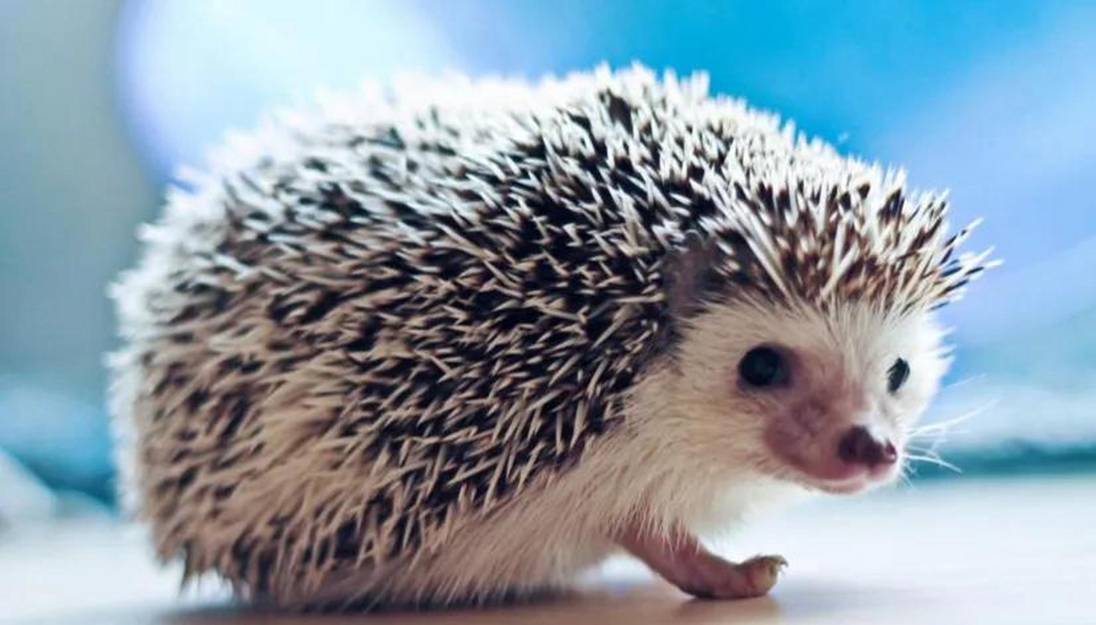 很久以前,一个天生哑巴的男孩外出玩耍时,看到一直浑身受伤的刺猬正在