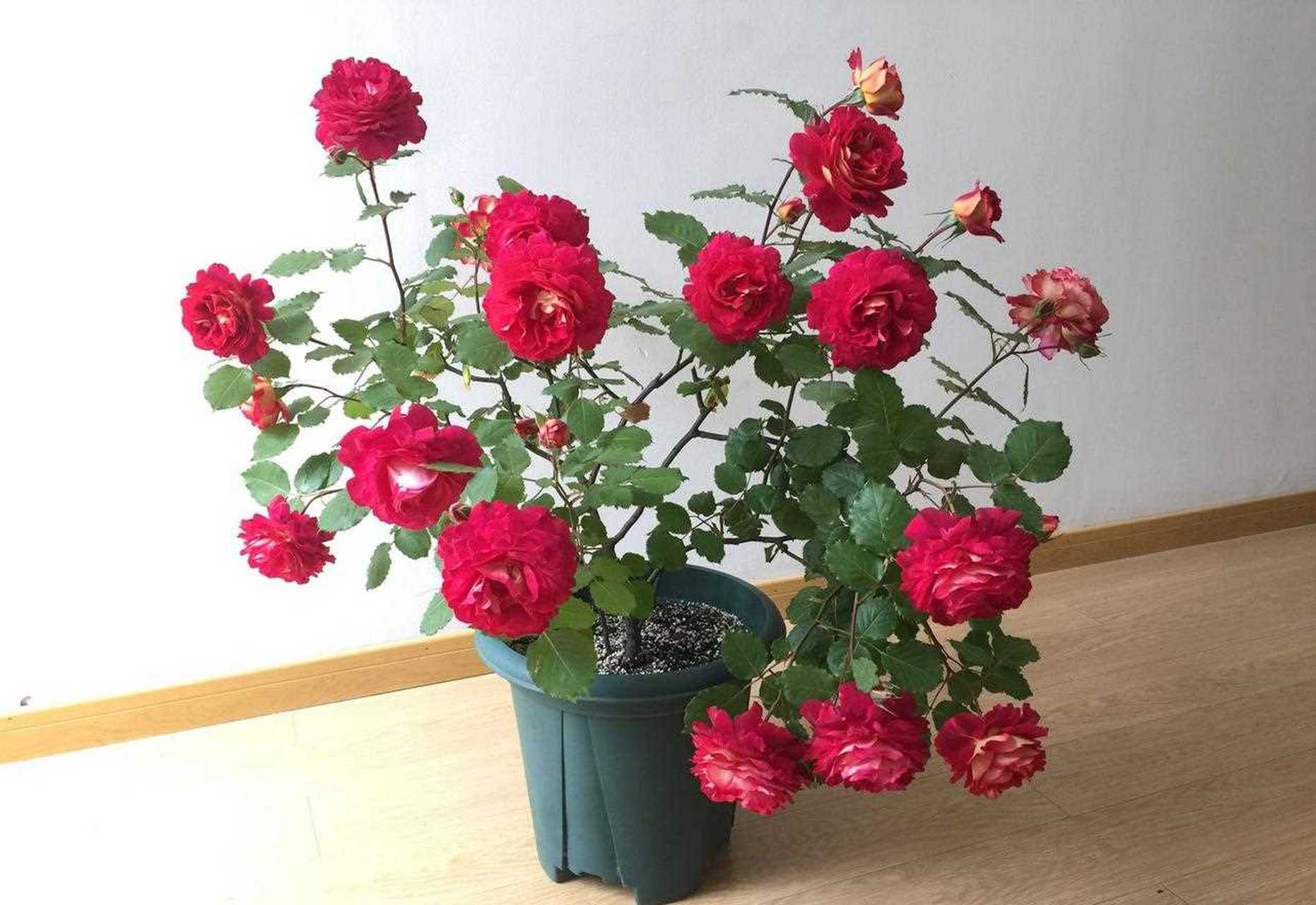 喜欢月季花的朋友,可以养一棵"马萨德医生",非常优秀的品种,可藤可灌