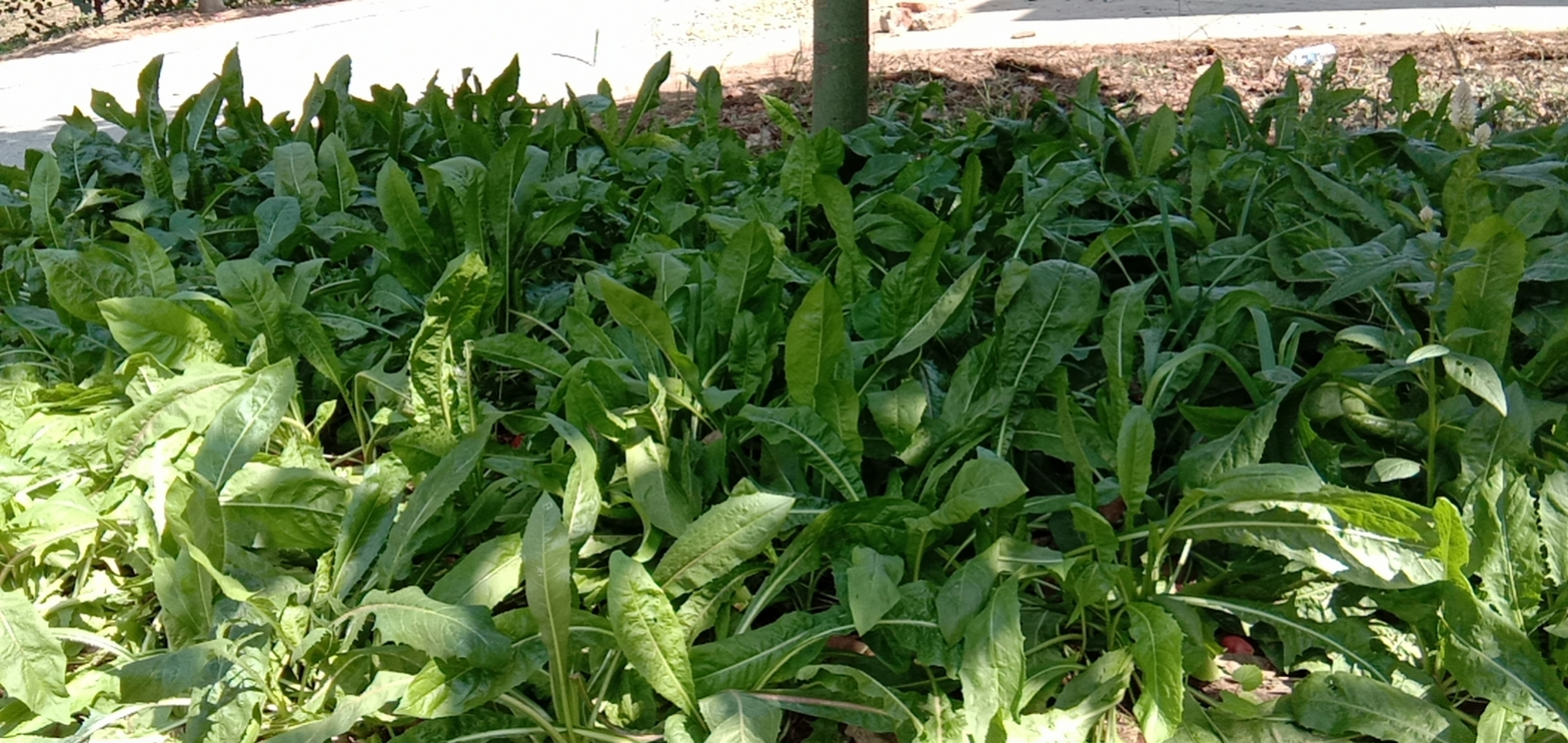 菊苣牧草的营养价值及功效