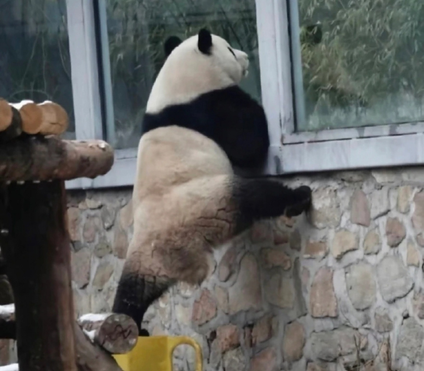 萌兰再现经典一字马,熊猫真的有功夫在身上#国宝大熊猫