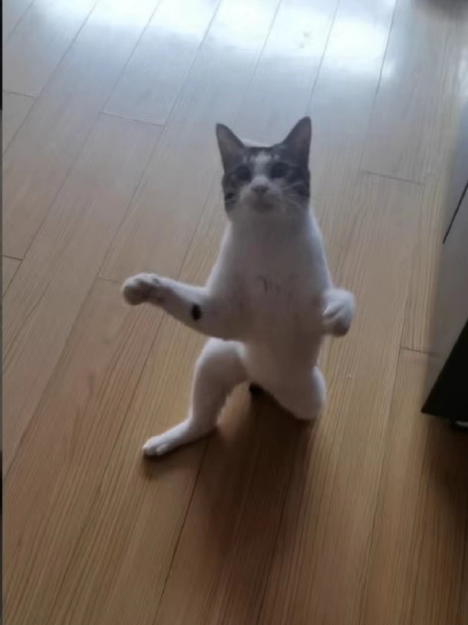 朋友家的猫单膝跪地笑死我了 怎么那么像人啊 #我要笑死了