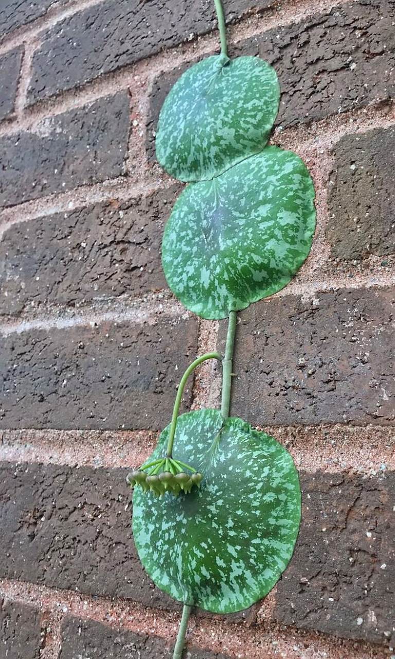 奇特的植物!