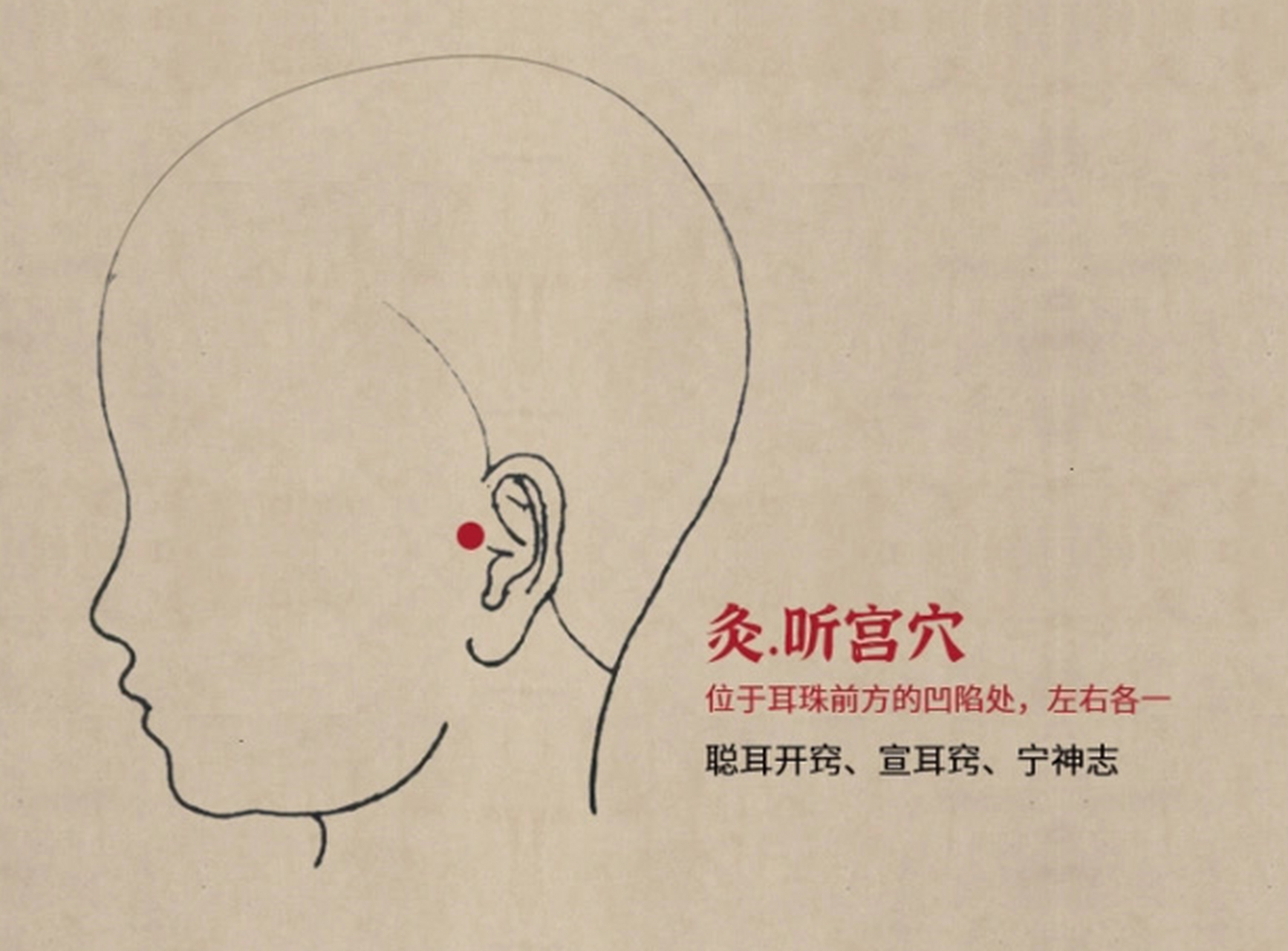 听宫穴属手太阳小肠经,也是三焦经,胆经,小肠经的