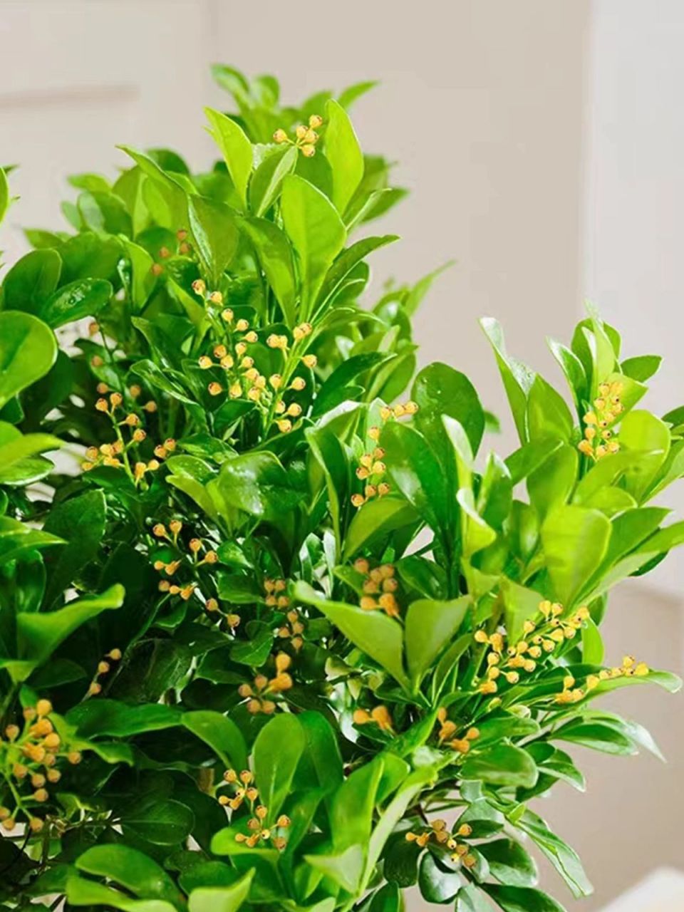 米兰花,米兰花别名"米仔兰""米兰""鱼仔兰"等,是一种属于楝亚科米仔兰