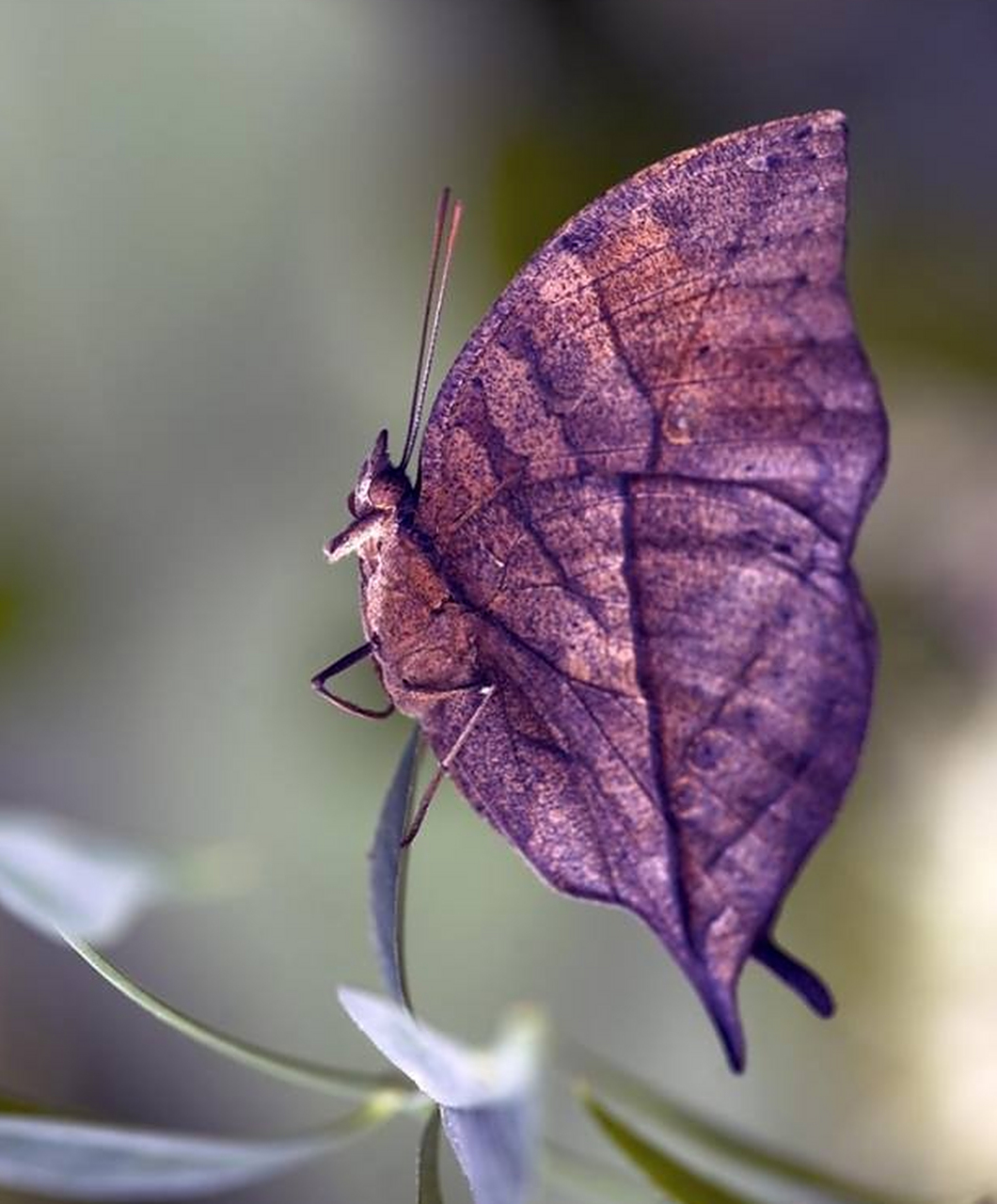 有趣的动物:枯叶蝶(dead leaf butterfly)