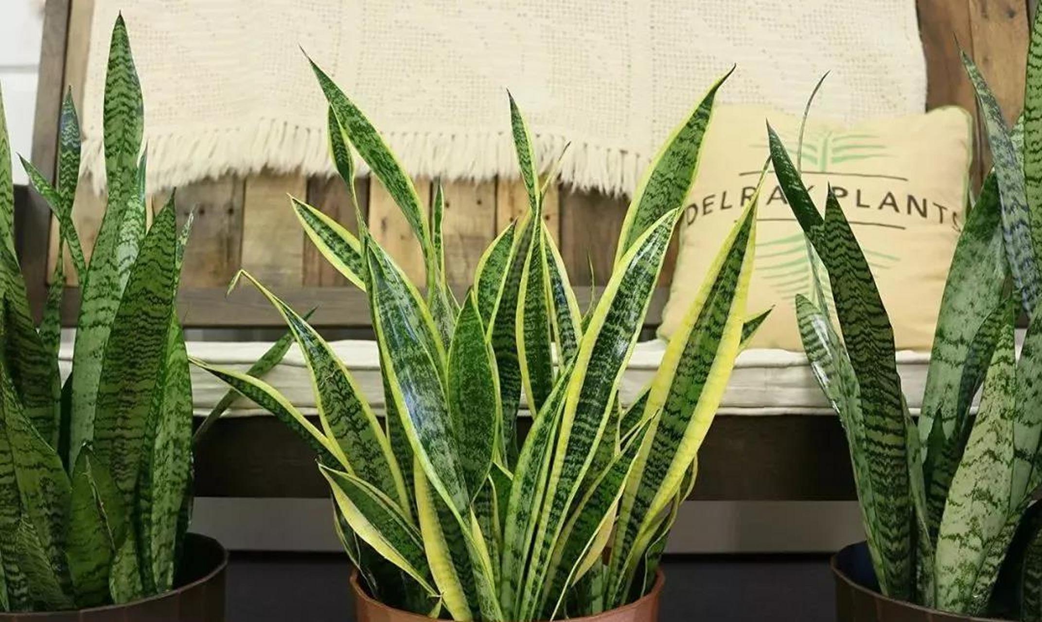 虎尾兰怎么养(短叶虎尾兰怎么养)