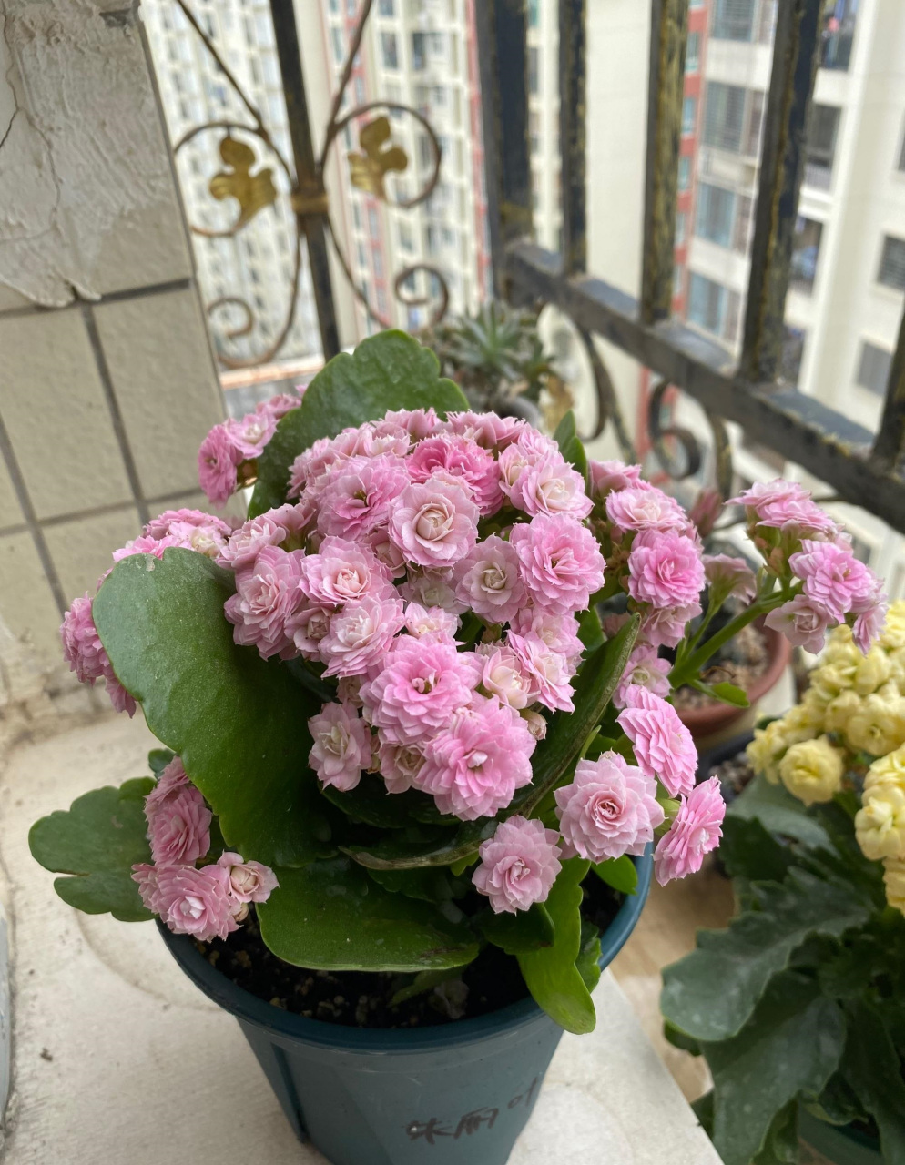 11月下旬,开始进入长寿花的盛花期,给大家推荐一个很值得养的品种