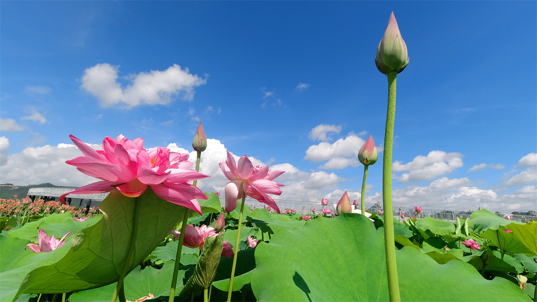 第十届贵港市覃塘区荷花文化旅游节将于7月29日在覃塘区正式开幕.