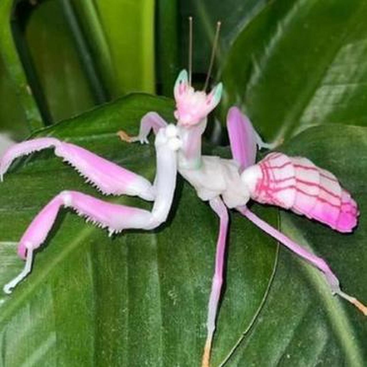 螳螂你见过,那彩色的螳螂呢