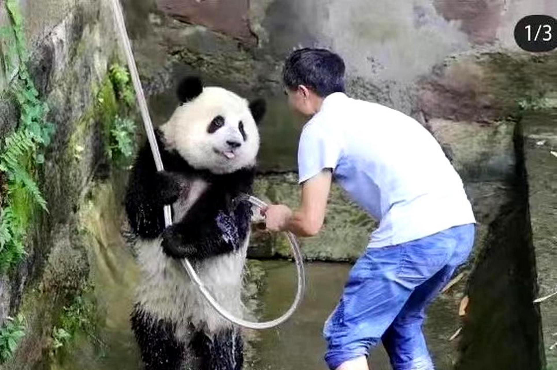 大熊猫洗澡的方式太可爱了,让人惊叹!
