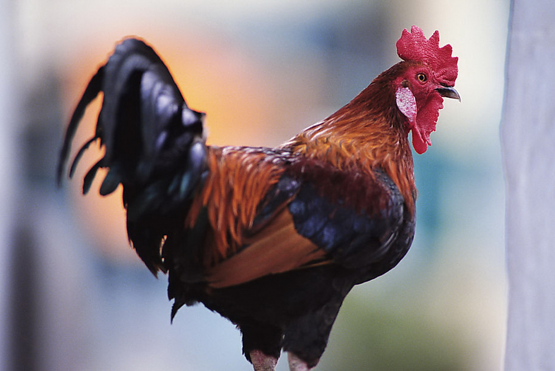 其实,公鸡打鸣的时间是基于它们的生物钟和外部环境的一种自然行为.