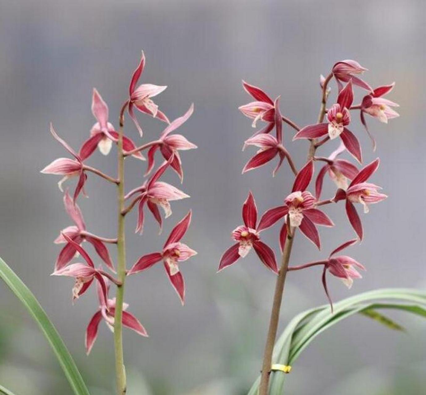 秋榜名品(版纳红)经典开品,秋榜中物美价廉的红花之一,值得拥有的品种