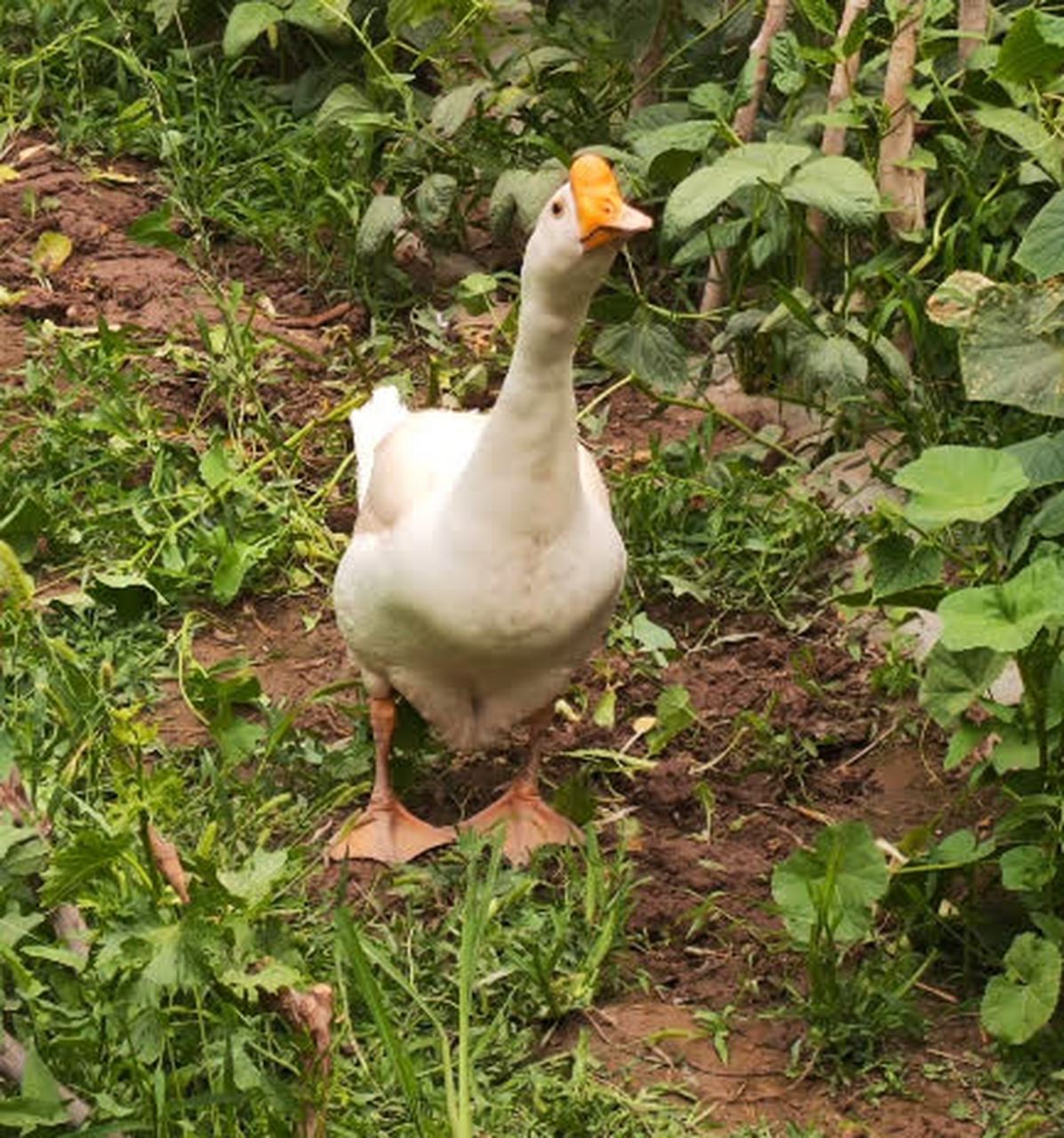连我自己养的大鹅都不敢过去#搞笑趣图