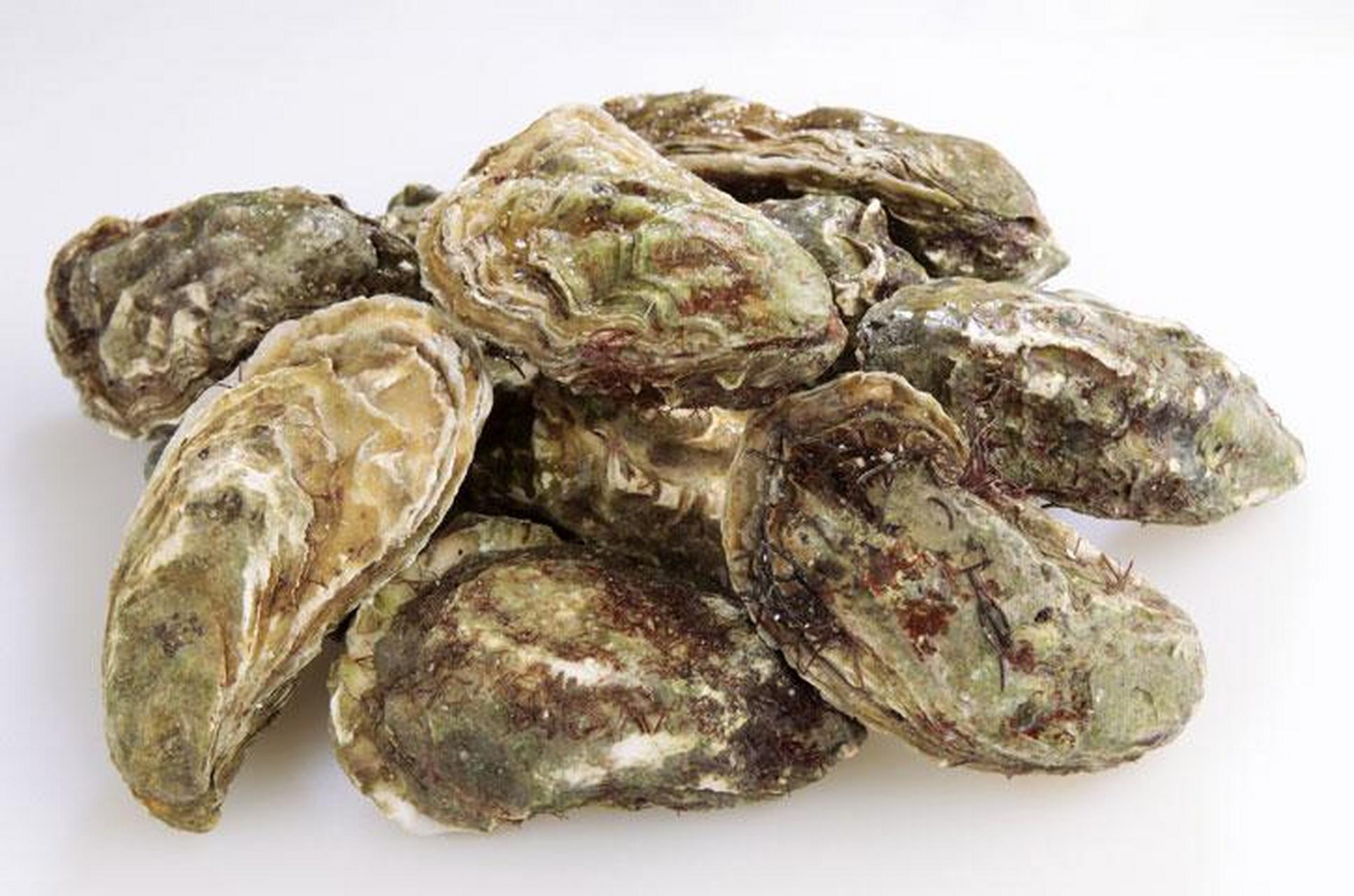 肺结节门诊上用到的软坚散结中药-牡蛎,给大家科普一下  牡蛎为牡蛎科