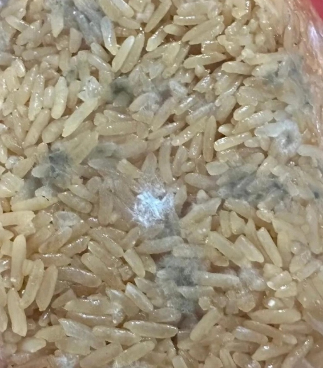 米饭都发霉了,婆婆还要给孩子吃,这可怎么办啊