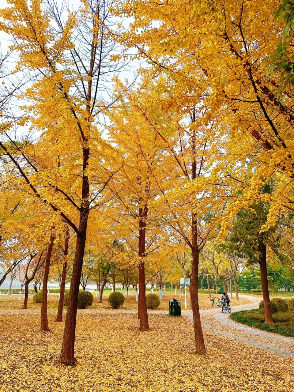 秋日画卷泰丰公园银杏盛景,如诗如画  天津滨海泰丰公园中的两个银杏