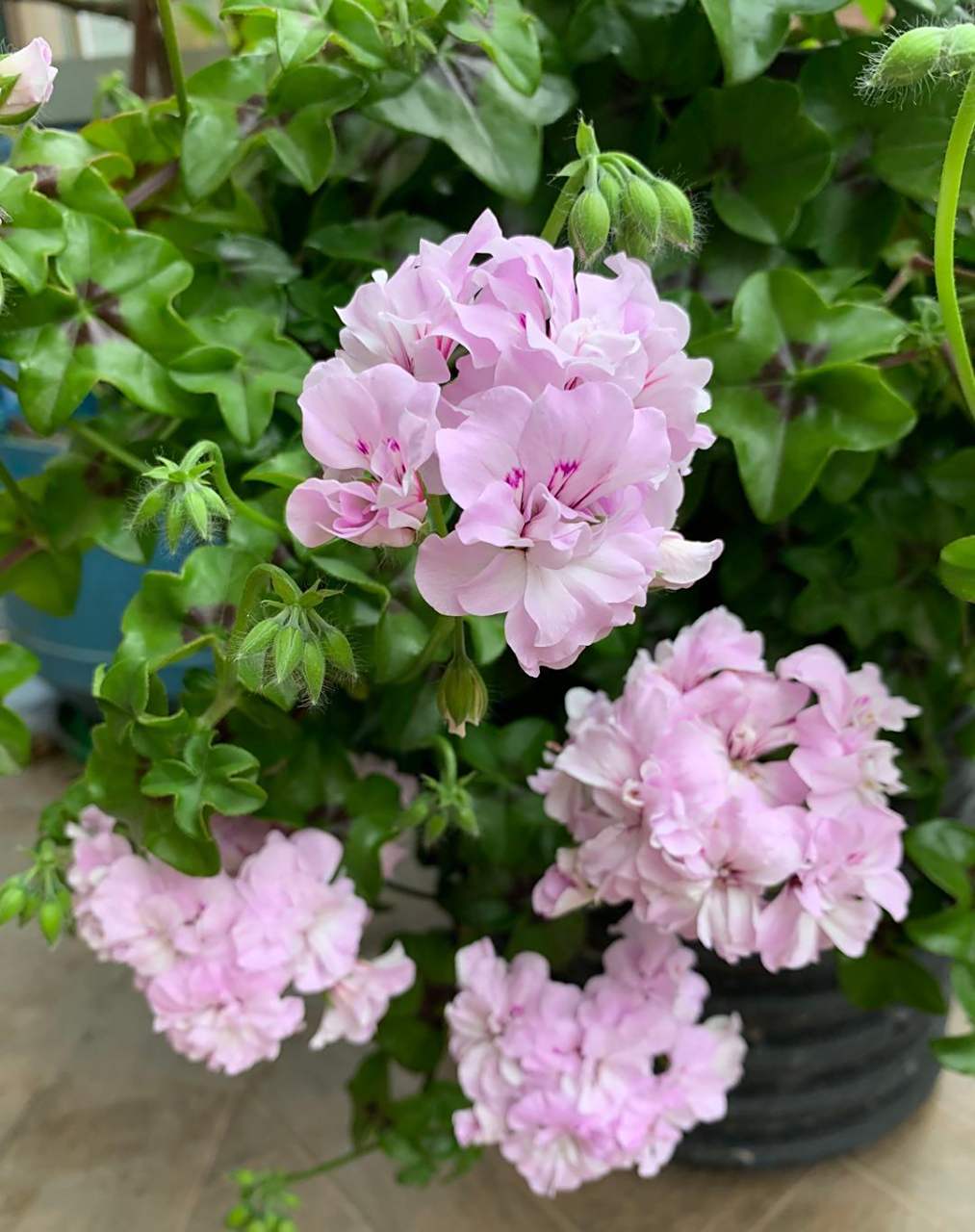 喜欢天竺葵的朋友,可以养一盆"吉普赛女郎",一款非常优秀的垂吊天竺葵