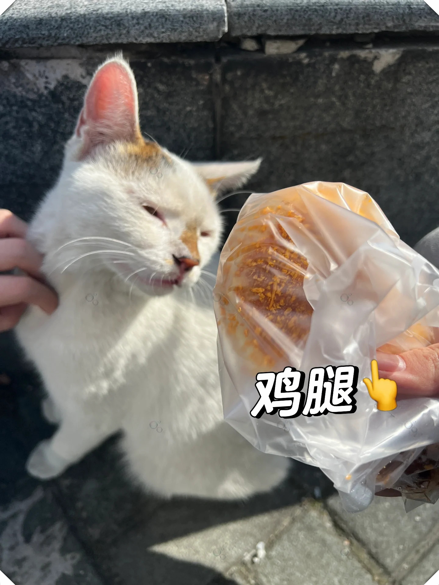 猫咪很亲人路过的人随便rua好可爱