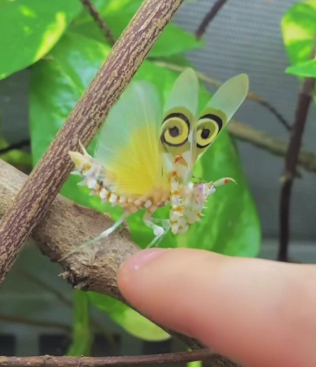 螳螂长得真漂亮,而且翅膀上还有俩眼睛!