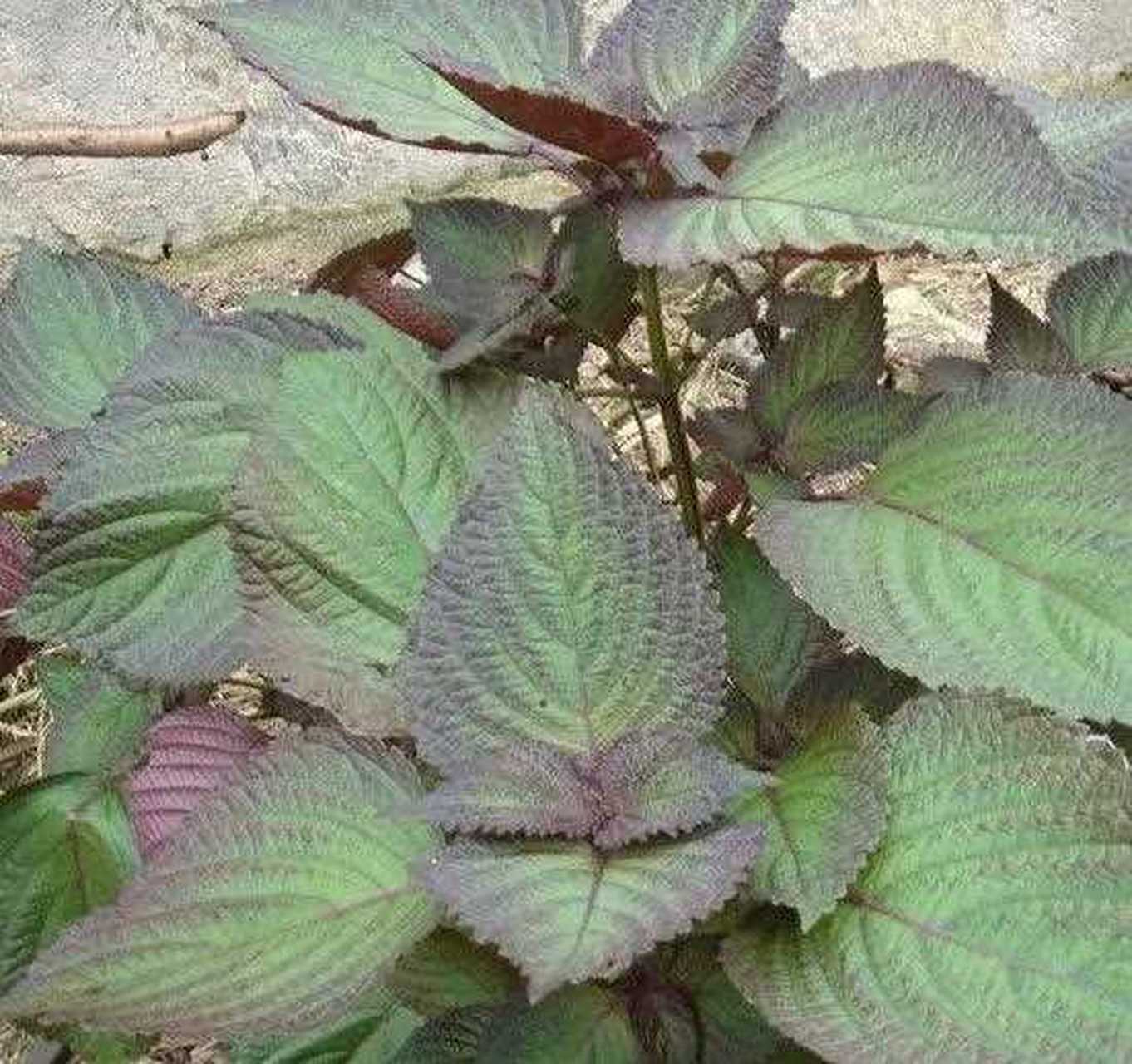 [闭嘴] [大哈] [微风]紫苏不仅可以拿来做菜,而且还有去油腥味道的