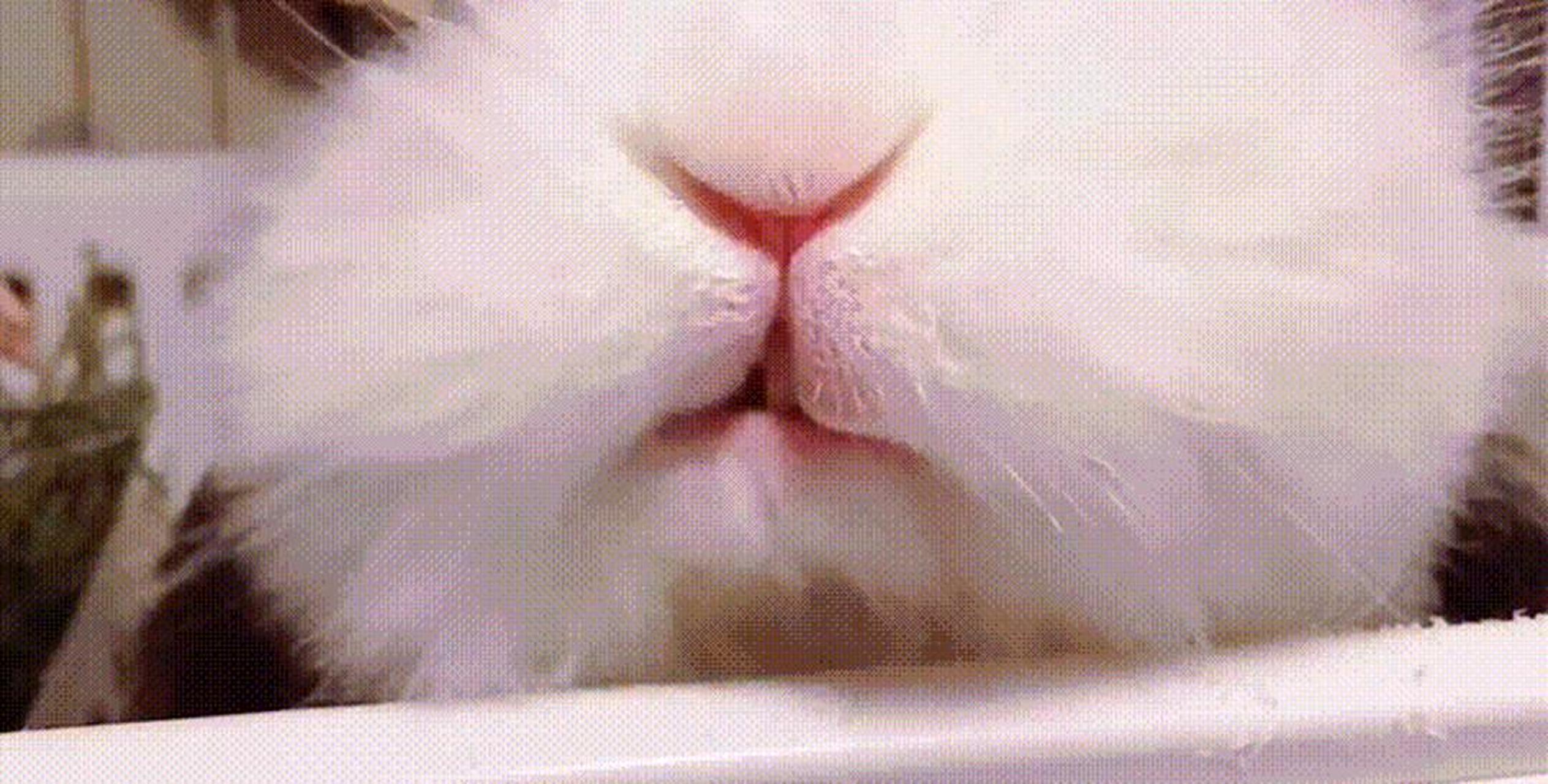 兔子舔嘴唇的方式让人惊讶.