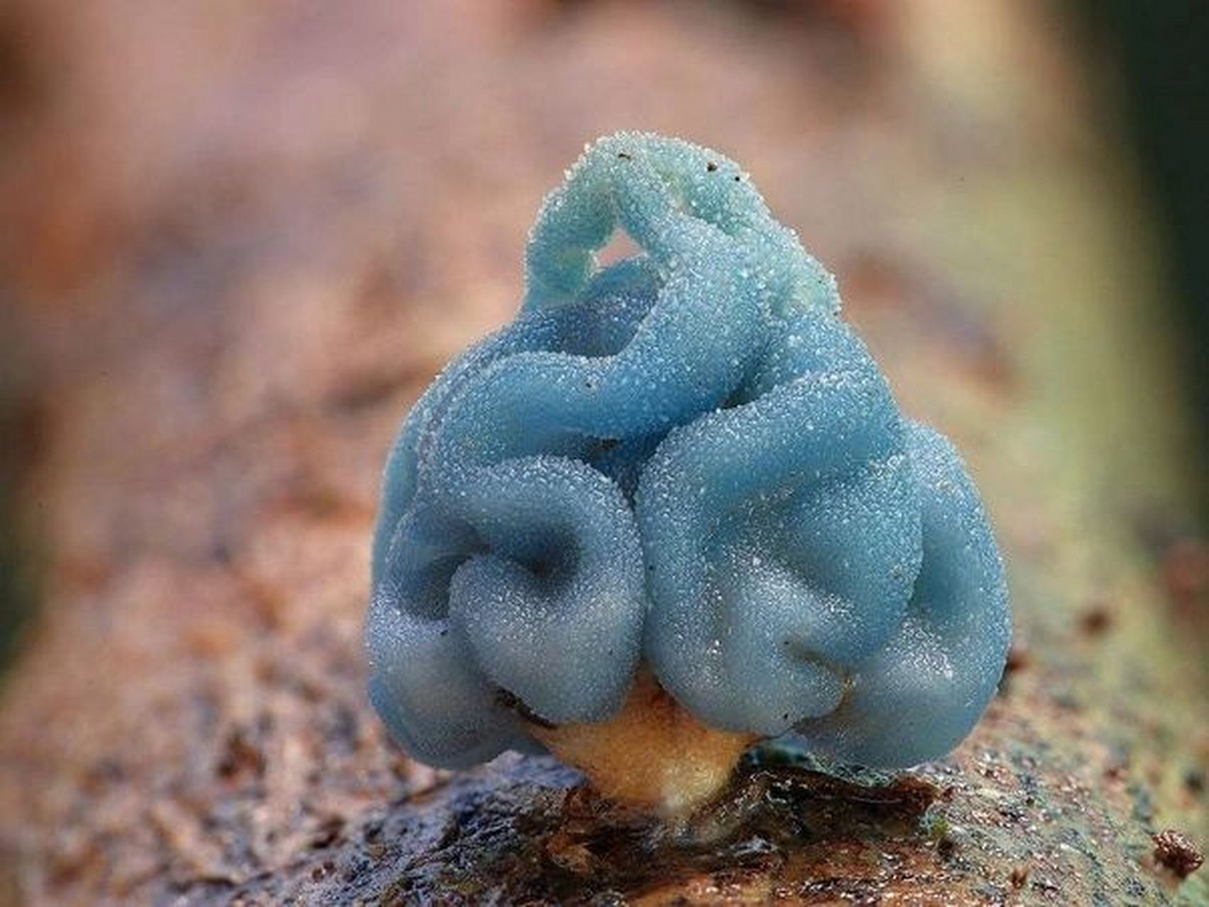 最小的真菌图片