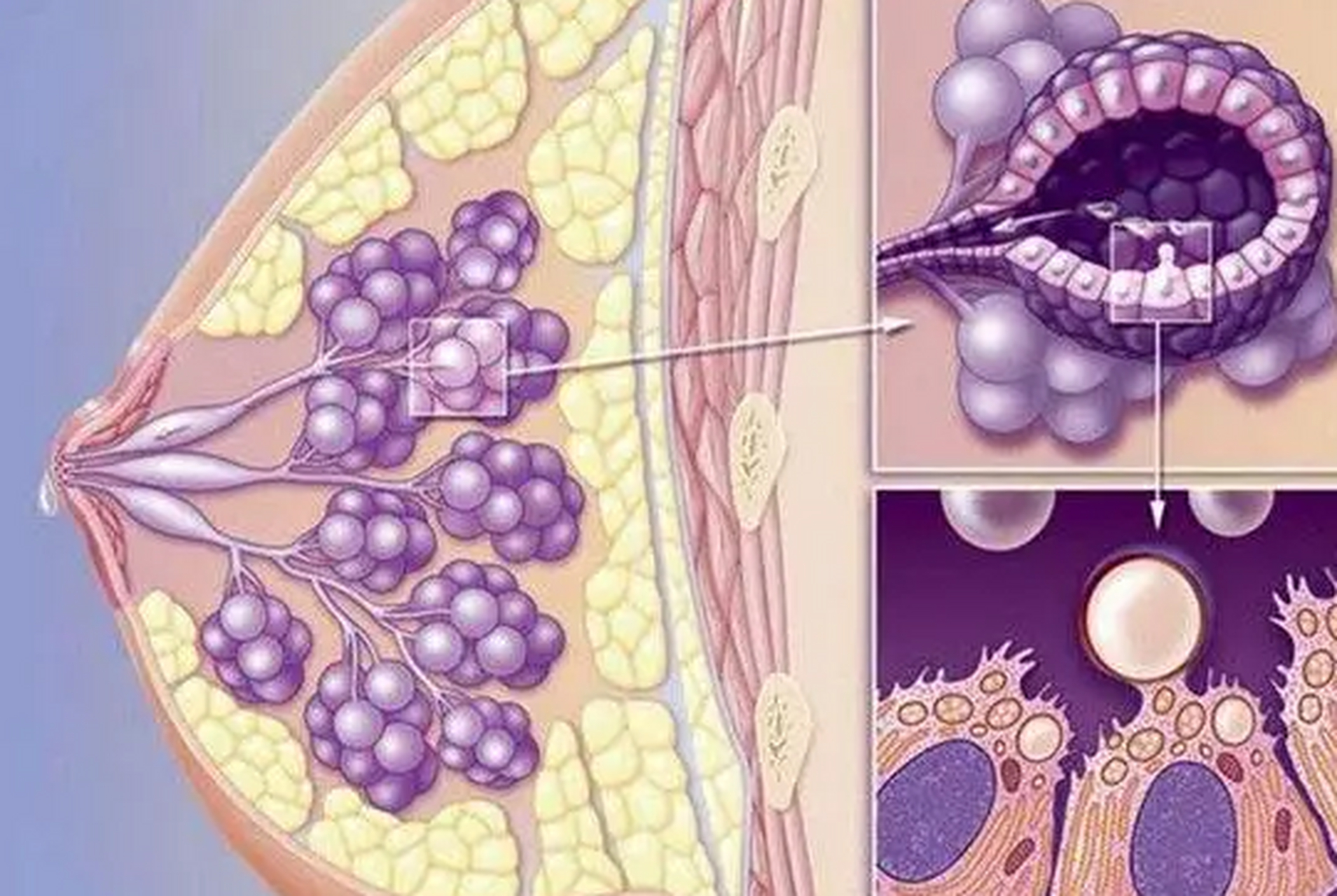 根据乳头溢液的原因,在排除病理性溢液的前提下,采取不同的辩证治疗
