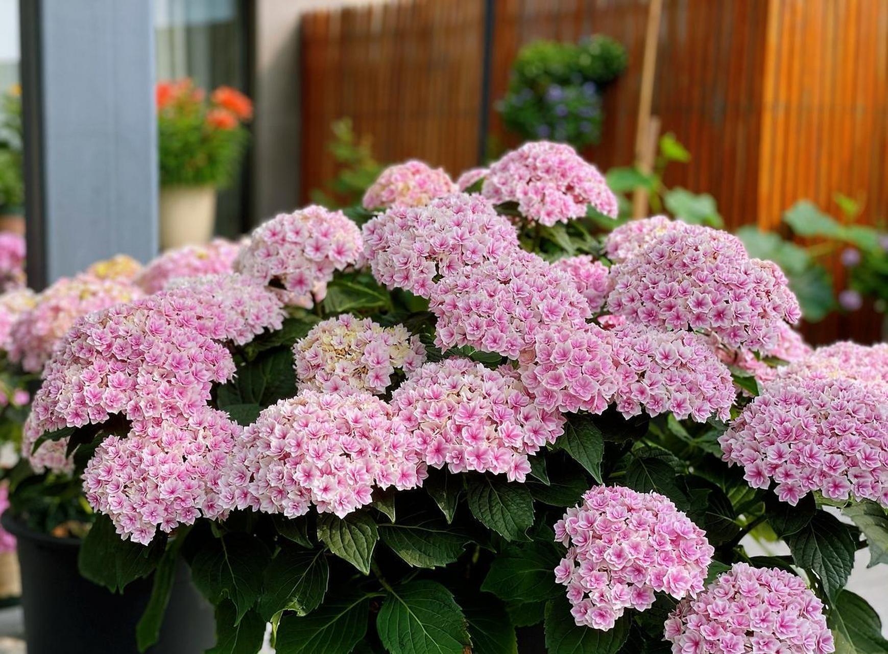 夏洛特绣球花优缺点图片